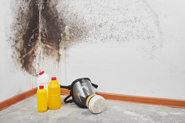 Best Residential Mold Remediation in Kearns, UT