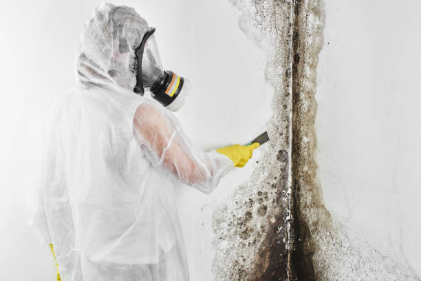 Best HVAC Mold Remediation in Kearns, UT