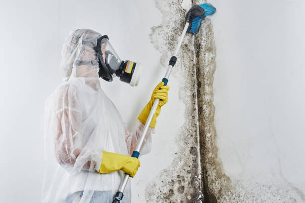 Best Attic Mold Remediation in Kearns, UT