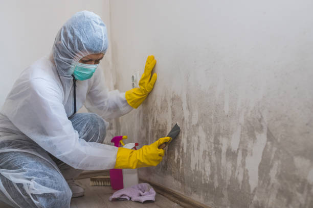 Best Post-Flood Mold Remediation in Kearns, UT