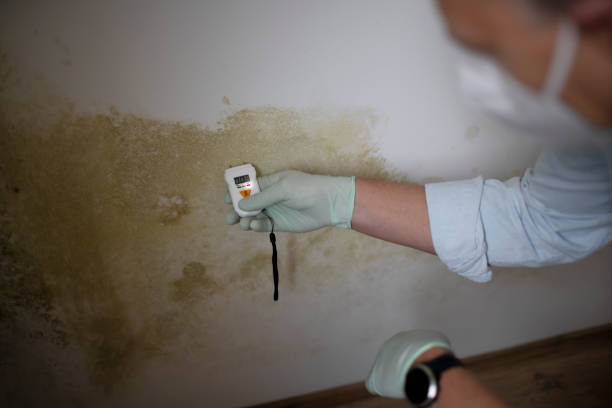 Best Residential Mold Remediation in Kearns, UT