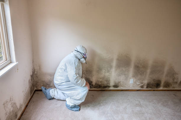 Best Health and Safety Mold Remediation in Kearns, UT