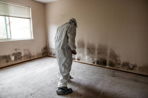 Best Health and Safety Mold Remediation in Kearns, UT