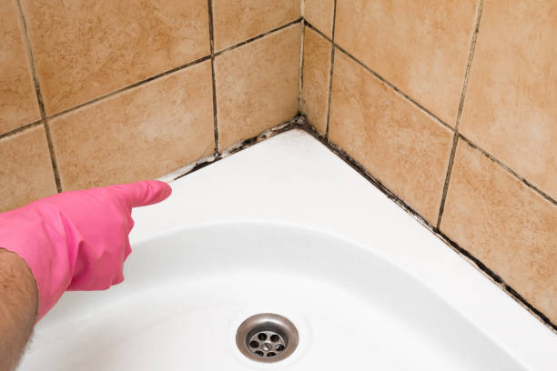 Best Insurance-Related Mold Remediation in Kearns, UT